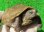 画像1: ハイポクサガメP.Het.アルビノ25 (1)