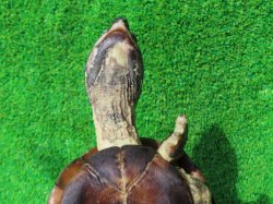 画像13: パイドクサガメ８　ＳＡＬＥ！ＳＡＬＥ！20,000円OFF