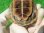画像11: ハイポクサガメP.Het.アルビノ25