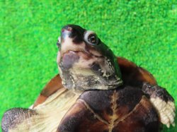 画像12: パイドクサガメ８　ＳＡＬＥ！ＳＡＬＥ！20,000円OFF