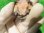 画像7: ニューギニアカブトガメ２
