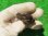 画像6: ニューギニアカブトガメ２