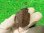 画像3: ニューギニアカブトガメ２