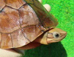 画像1: ベトナムミスジハコガメ♂　ＳＡＬＥ！