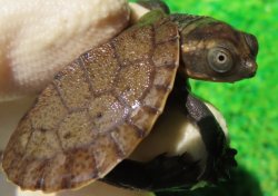 画像1: ニューギニアカブトガメ２