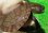 画像1: ニューギニアカブトガメ２ (1)
