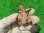 画像8: ニューギニアカブトガメ１