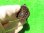画像5: キボシイシガメ13