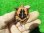 画像7: キボシイシガメ14