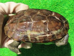 画像1: パイドクサガメ９　ＳＡＬＥ！
