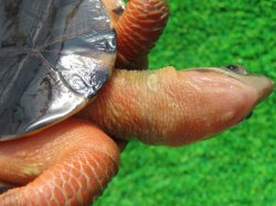 画像8: ベトナムミスジハコガメ♂２　ＳＡＬＥ！