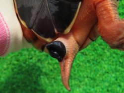 画像10: ベトナムミスジハコガメ♂２　ＳＡＬＥ！