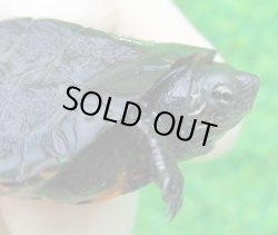画像1: カントンクサガメ34　ＳＡＬＥ！