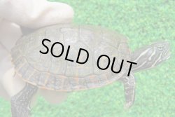 画像1: アラバマアカハラガメ11　ＳＡＬＥ！