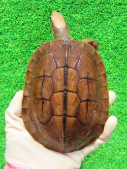 画像3: ベトナムミスジハコガメ♂２　ＳＡＬＥ！