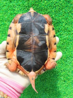 画像11: ベトナムミスジハコガメ♂２　ＳＡＬＥ！