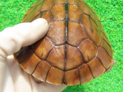 画像7: ベトナムミスジハコガメ♂２　ＳＡＬＥ！