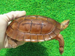 画像2: ベトナムミスジハコガメ♂２　ＳＡＬＥ！