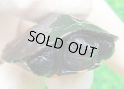 画像1: カントンクサガメ33　ＳＡＬＥ！