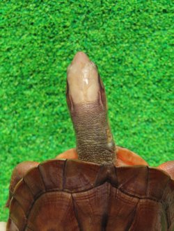 画像5: ベトナムミスジハコガメ♂２　ＳＡＬＥ！