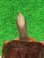 画像5: ベトナムミスジハコガメ♂２　ＳＡＬＥ！