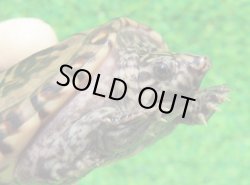 画像1: スジオオニオイガメ５　ＳＡＬＥ！