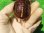 画像7: チュウゴクセマルハコガメ５