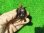 画像8: ニホンイシガメ11