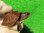 画像3: ミツユビハコガメ４