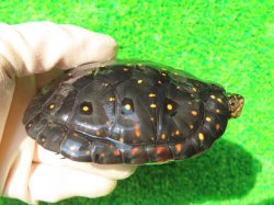 画像1: キボシイシガメ26