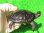 画像1: キボシイシガメ23 (1)