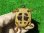 画像9: ヒガシヘルマンリクガメ６