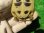 画像8: ヒガシヘルマンリクガメ４