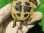画像9: ヒガシヘルマンリクガメ２