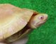 タイリクミナミイシガメT-アルビノ４　ＳＡＬＥ！