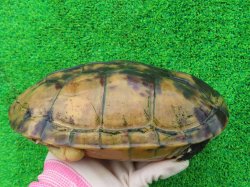 画像3: タイリクミナミイシガメ・キャリコ　ＳＡＬＥ！