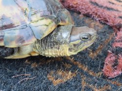 画像4: タイリクミナミイシガメ・キャリコ　ＳＡＬＥ！