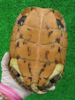 画像10: タイリクミナミイシガメ・キャリコ　ＳＡＬＥ！