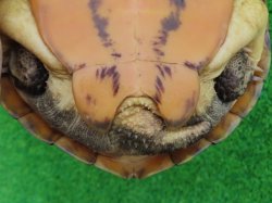 画像9: タイリクミナミイシガメ・キャリコ　ＳＡＬＥ！