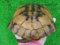 画像6: タイリクミナミイシガメ・キャリコ　ＳＡＬＥ！
