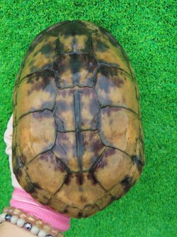 画像2: タイリクミナミイシガメ・キャリコ　ＳＡＬＥ！