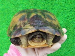 画像5: タイリクミナミイシガメ・キャリコ　ＳＡＬＥ！