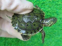 画像1: グァテマラクジャクガメ３