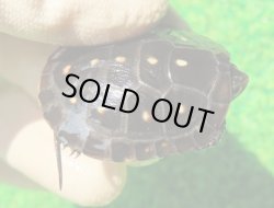画像1: キボシイシガメ33　ＳＡＬＥ！