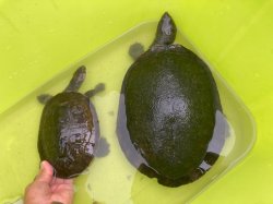 画像9: ヒメマゲクビガメ４