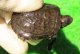 サルディーニャヌマガメ１