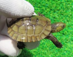 画像1: ヤエヤマイシガメ８（沖縄本島産）
