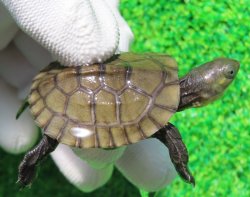 画像1: ヤエヤマイシガメ３（石垣島産）