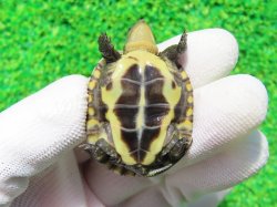 画像6: ヤエヤマイシガメ３（石垣島産）