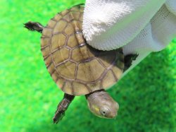 画像4: ヤエヤマイシガメ３（石垣島産）